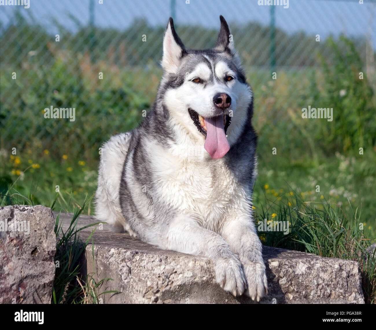 Ritratto di un cane Alaskan Malamute giace sulle pietre di grandi dimensioni attorno alla quale è avvolta una verde erba, sullo sfondo di una recinzione a griglia, un animale guarda nella telecamera, Foto Stock