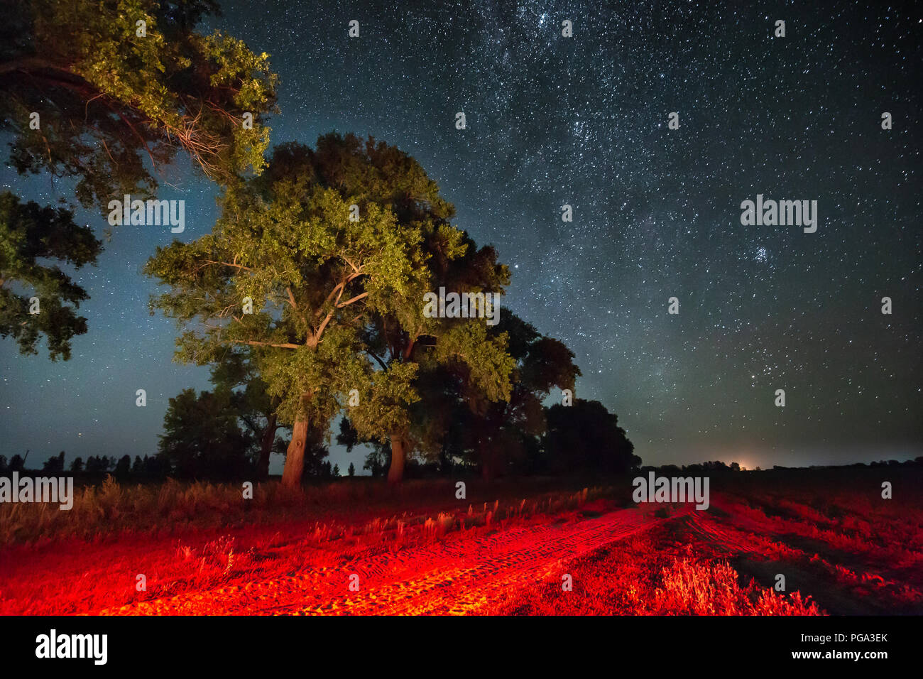 Via Lattea nella notte cielo stellato sopra gli alberi in estate foresta. Incandescente stelle sopra il paesaggio. Vista dell'Europa. Massa è colorato di rosso dalla lampada posteriore Foto Stock