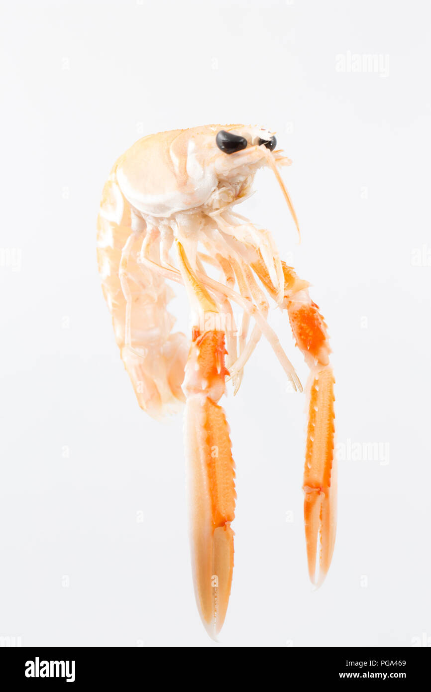 Un singolo grezzo, non cotti Scottish langoustine, Nephrops norvegicus, acquistato da un supermercato e fotografata in uno studio su uno sfondo bianco. La Foto Stock
