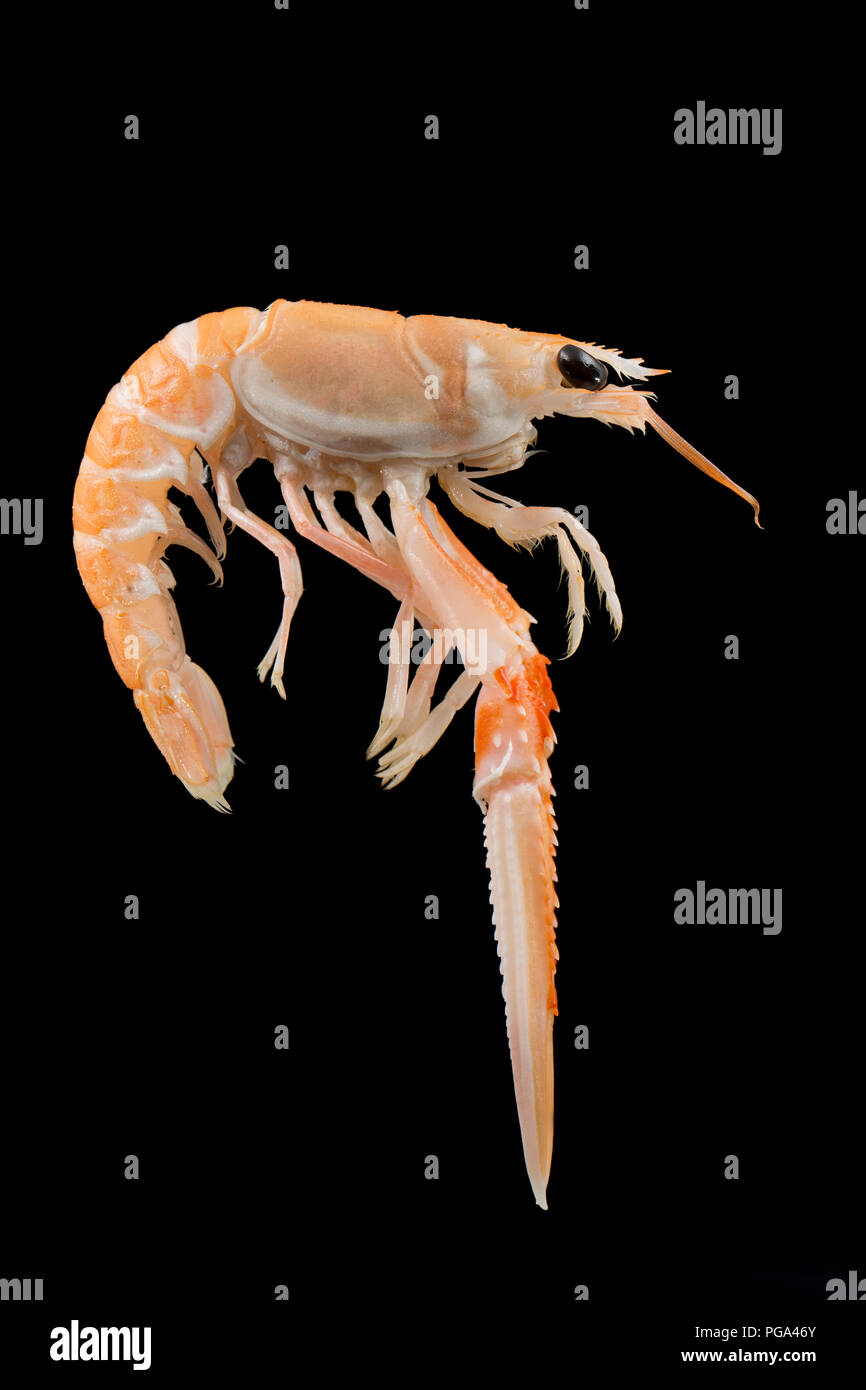 Un singolo grezzo, non cotti Scottish langoustine, Nephrops norvegicus, acquistato da un supermercato e fotografata in uno studio su uno sfondo nero. La Foto Stock