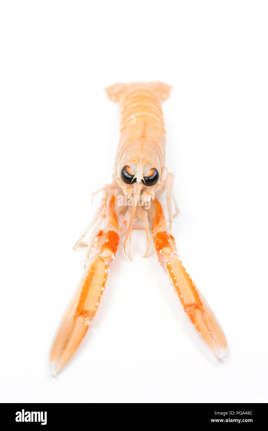 Un singolo grezzo, non cotti Scottish langoustine, Nephrops norvegicus, acquistato da un supermercato e fotografata in uno studio su uno sfondo bianco. La Foto Stock