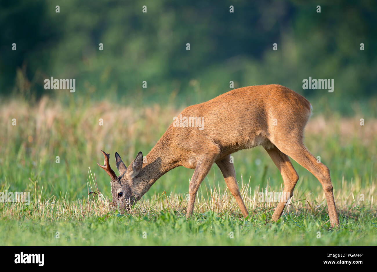 Selvatica caprioli pascolare in un campo Foto Stock