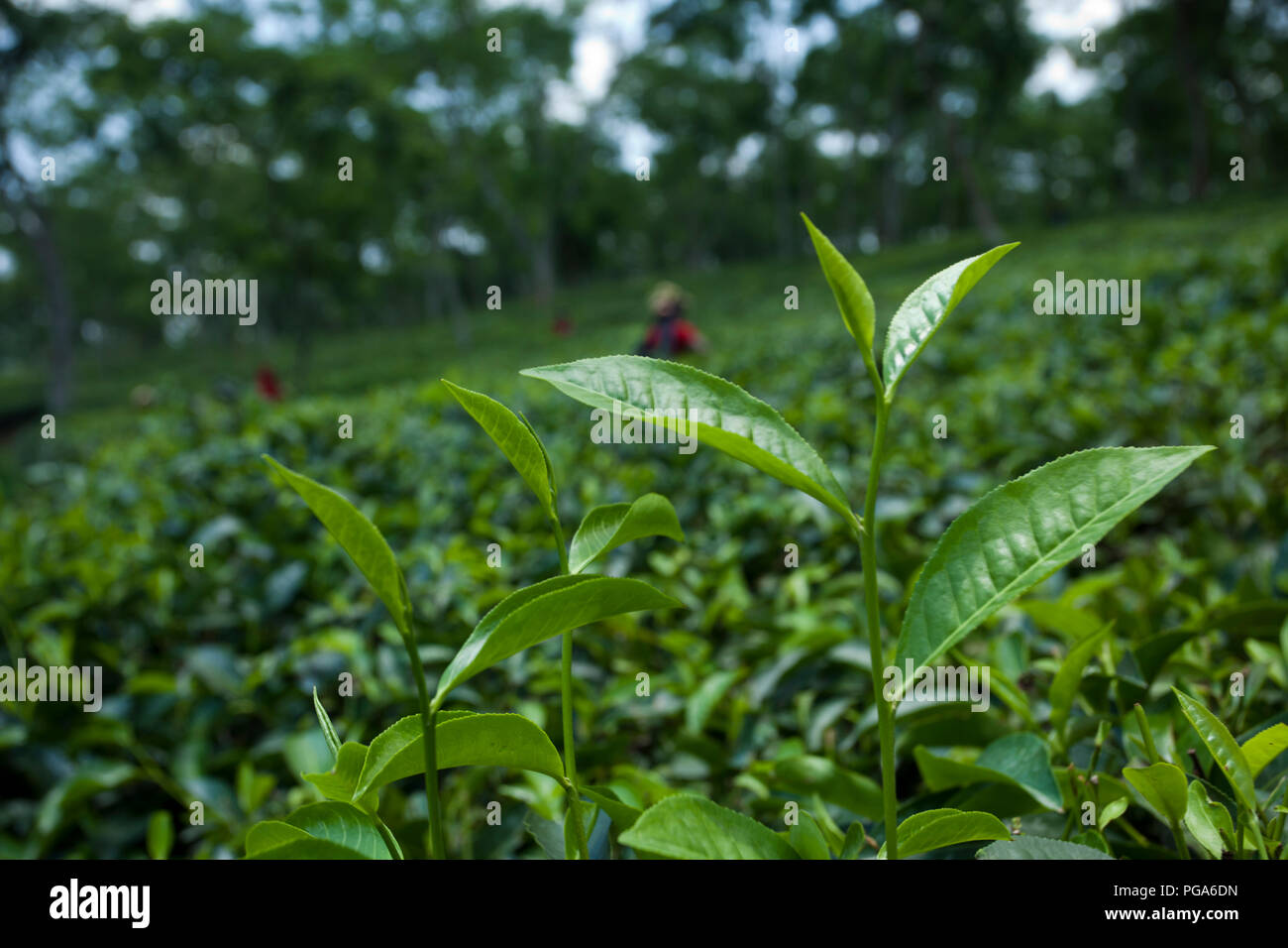 Le foglie di tè a Srimangal. Moulvibazar, Bangladesh. Foto Stock
