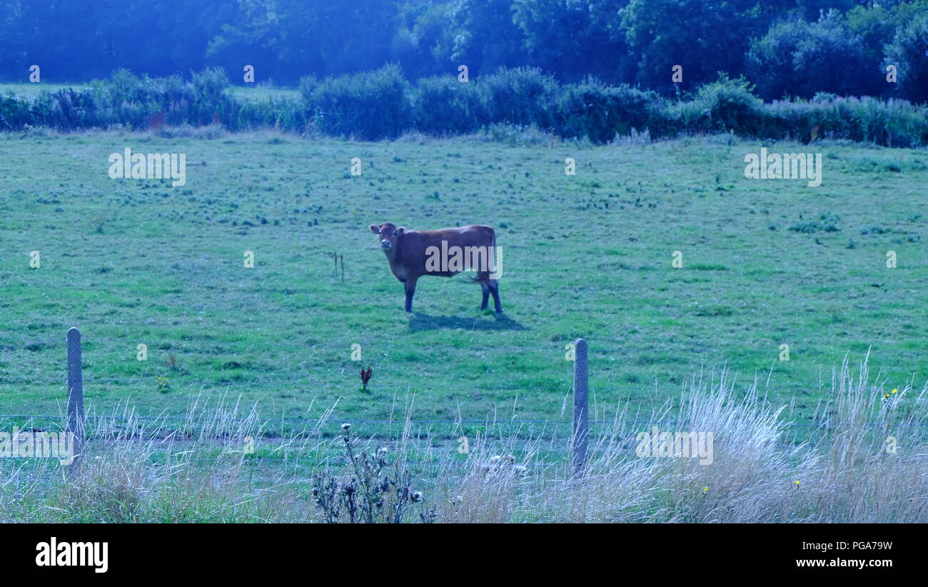 Newcastle costa, Irlanda Foto Stock
