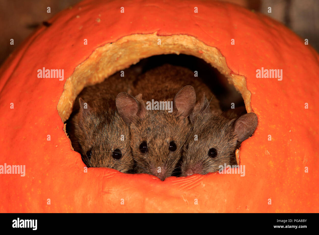 Casa di tre topi (Mus musculus), Adulto, guardando fuori di zucca, curioso, interessati, carino, animale ritratto, Germania Foto Stock