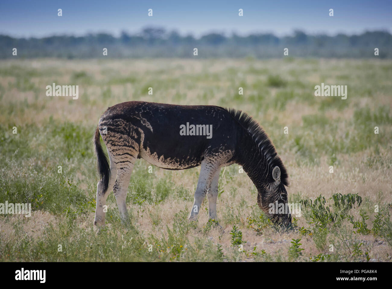 La Burchell Zebra (Equus quagga burchelli) con anomala scuro di colore, il Parco Nazionale di Etosha, Namibia Foto Stock