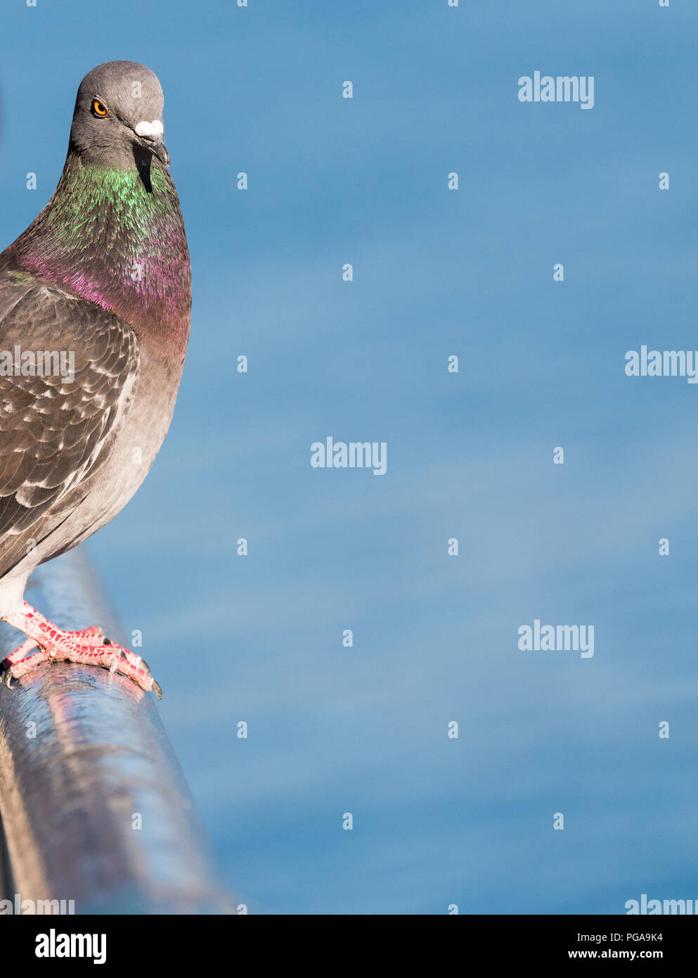 Pigeon arroccato su di una rotaia con grande spazio copia di un cielo blu Foto Stock