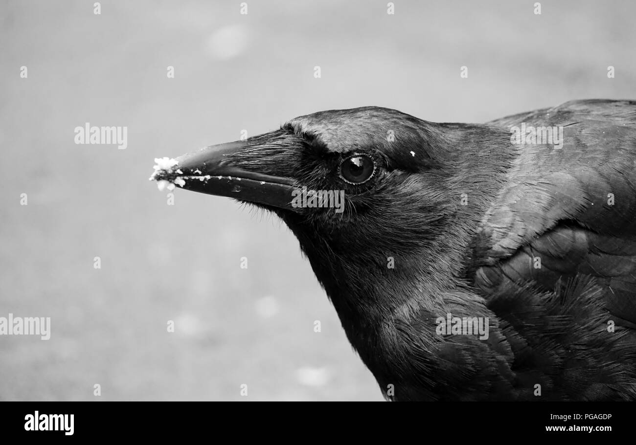 Friendly Crow che avrebbe mangiato fuori delle nostre mani. Great Smokey Mountains TN - Cades Cove TN Foto Stock
