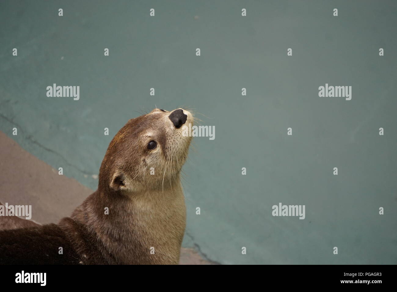 La lontra nella fauna selvatica incontra a Ober Gatlinburg, Gatlinburg Tennessee. Foto Stock