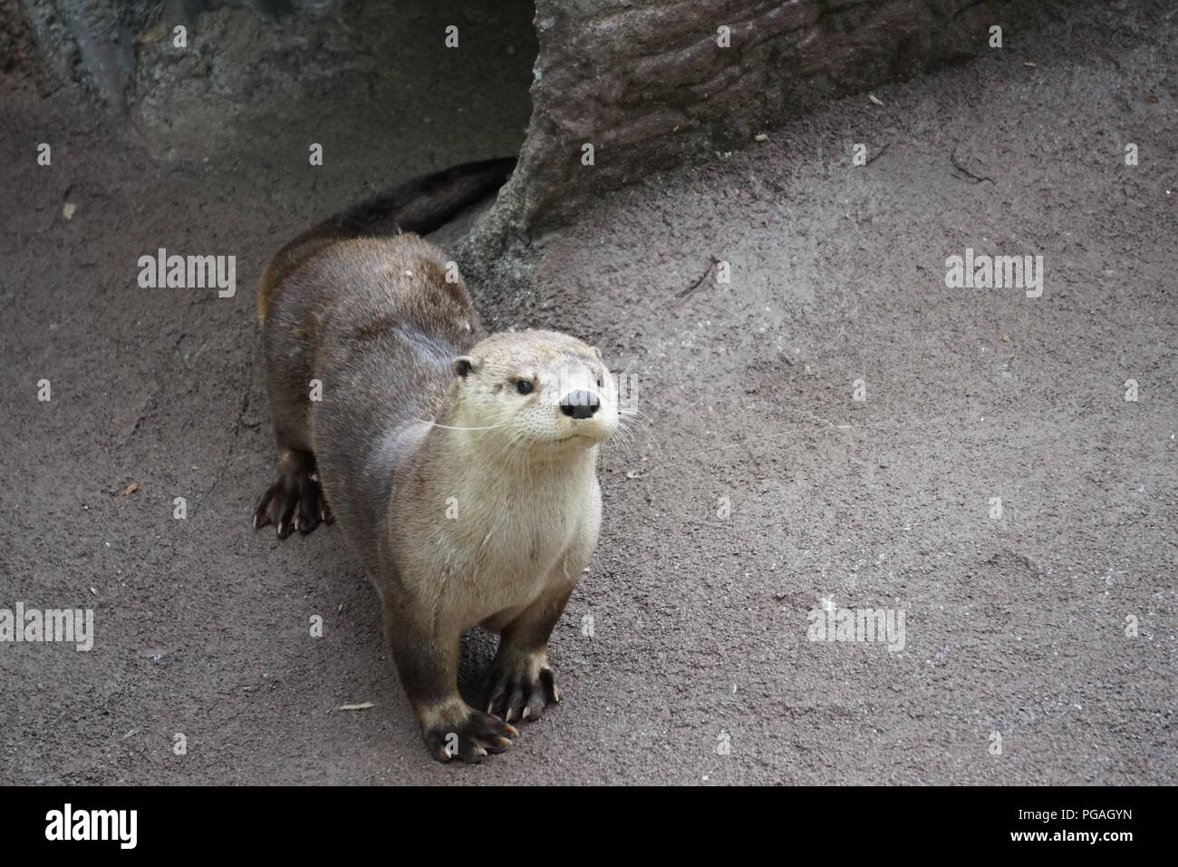 La lontra nella fauna selvatica incontra a Ober Gatlinburg, Gatlinburg Tennessee. Foto Stock