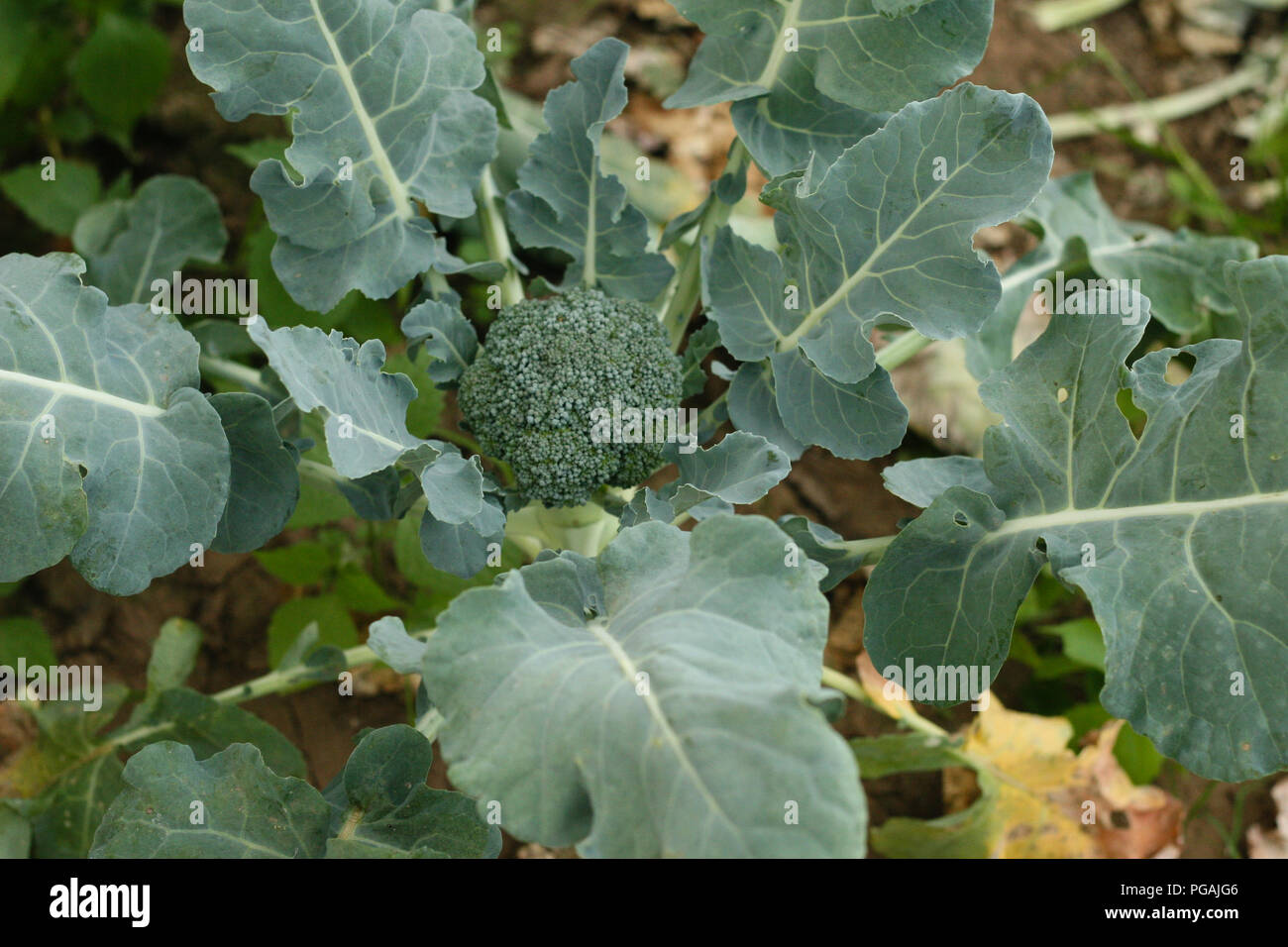 Broccoli piante di campo Foto Stock