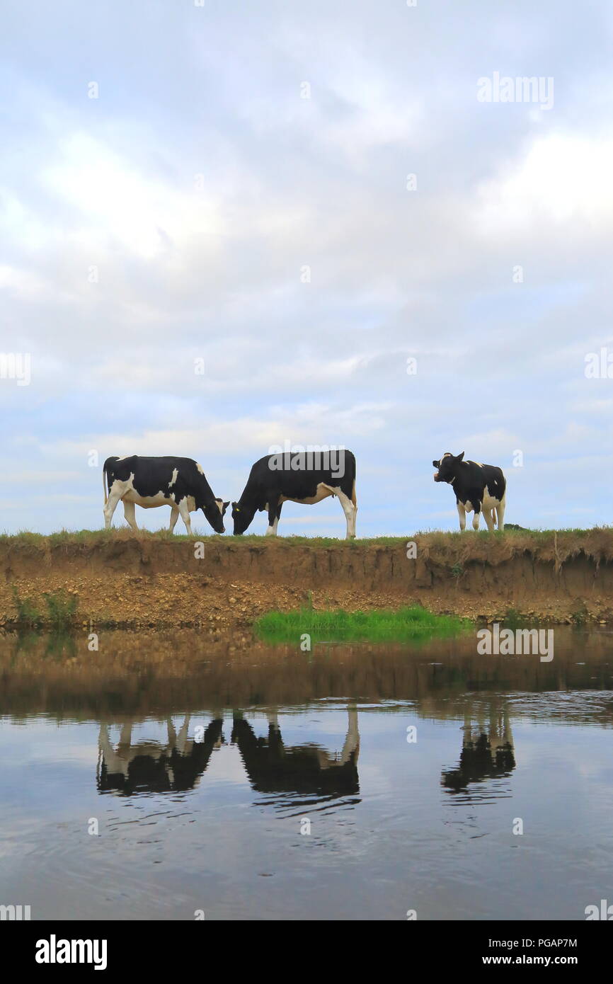 Holstein Frisoni vacche sulla verticale del fiume Ax in East Devon Foto Stock