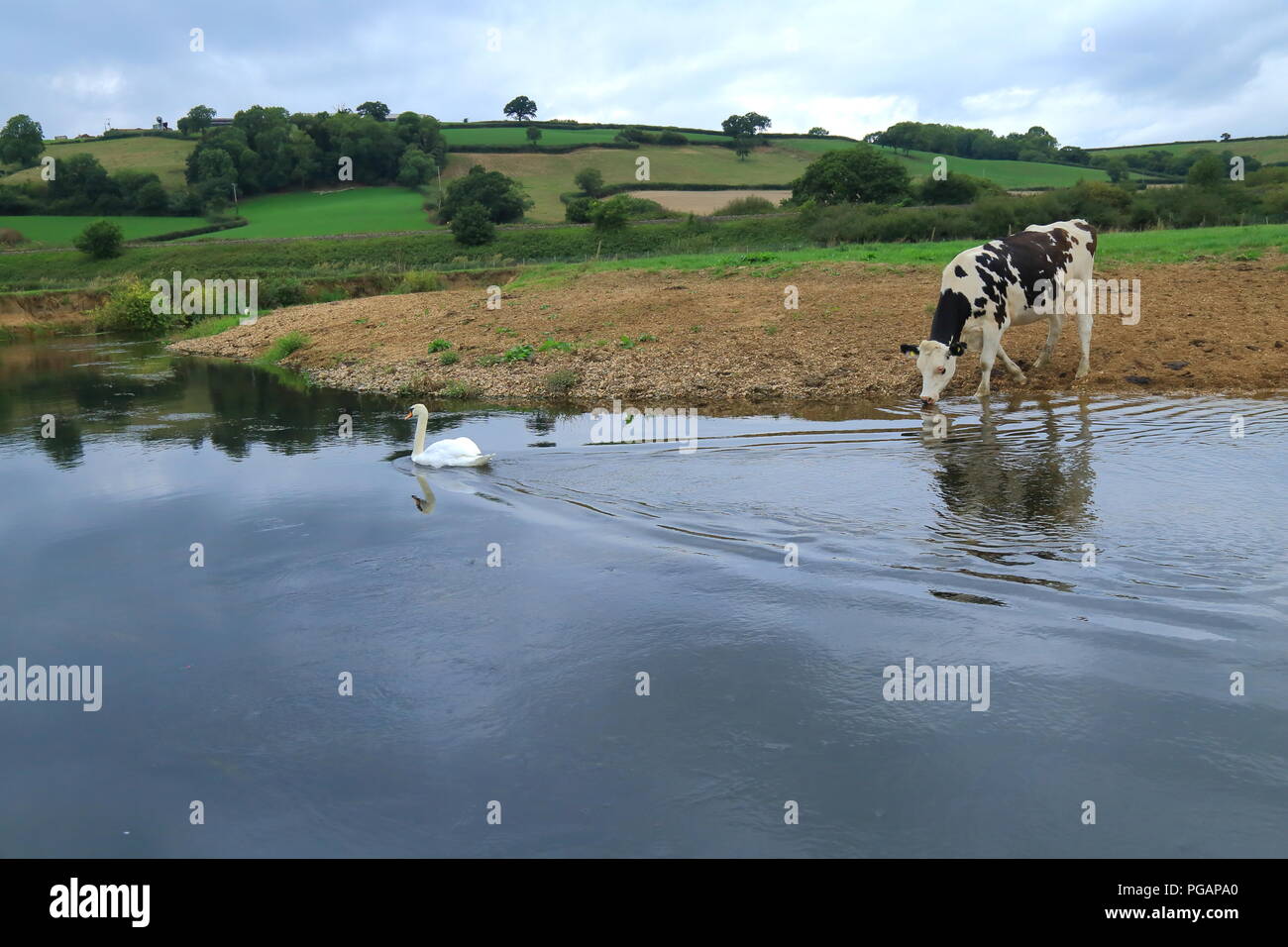 Cigno galleggiante sul fiume Ax vicino a vacche nel campo Foto Stock