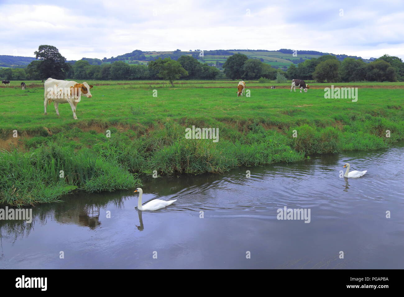 Cigno galleggiante sul fiume Ax vicino a vacche nel campo Foto Stock