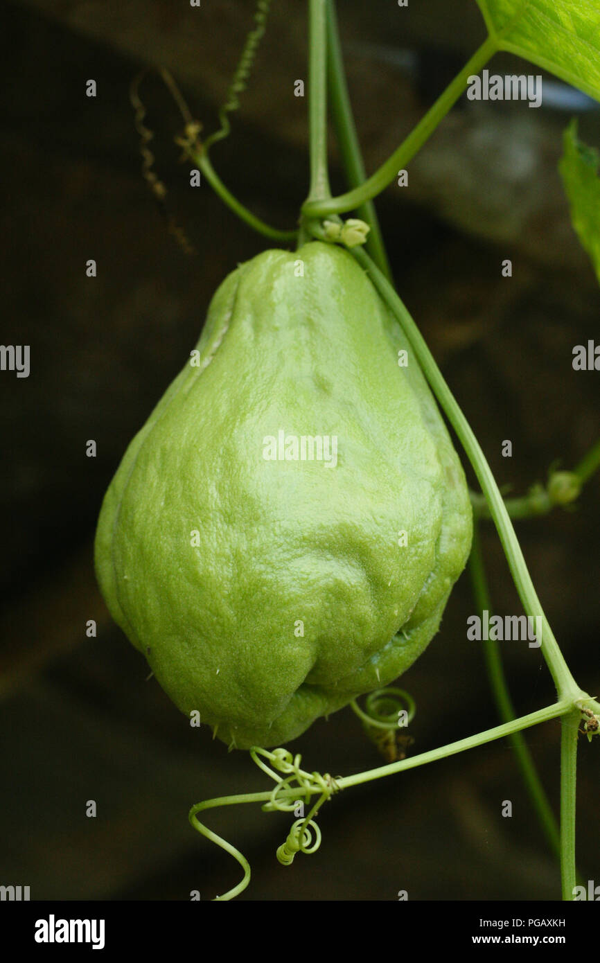 Frutta Chayote Foto Stock