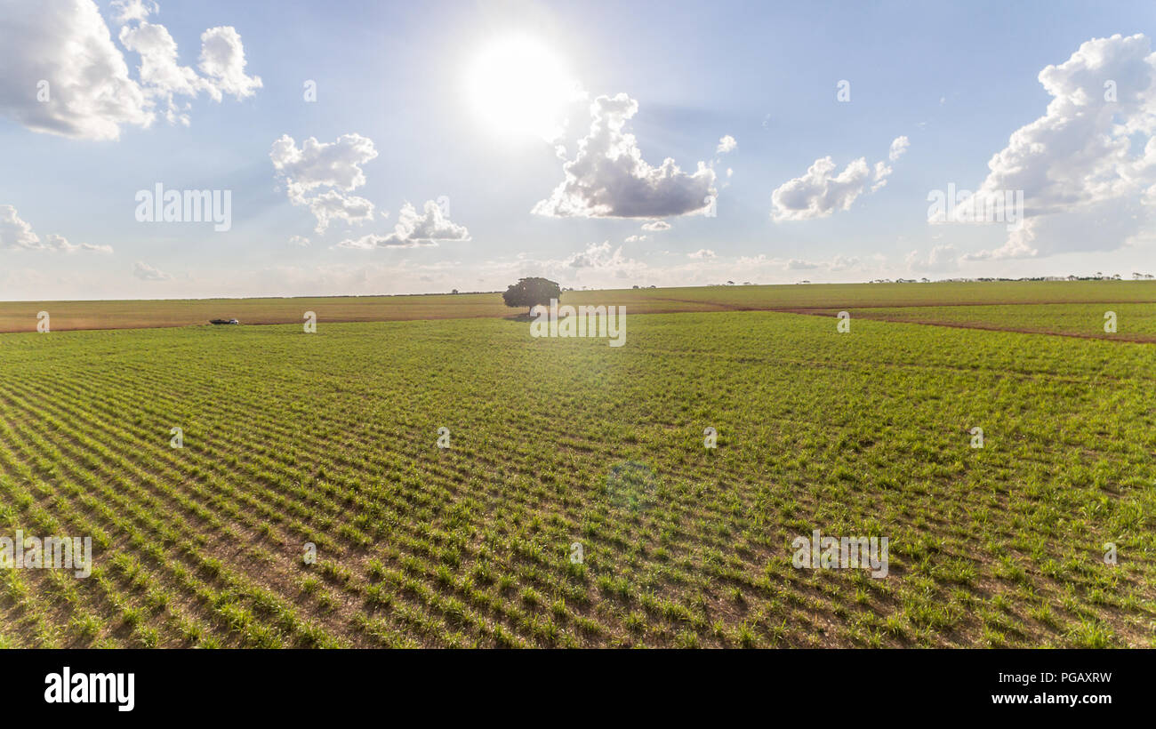 La piantagione di canna da zucchero campo vista aerea con la luce del sole. Agricola Industriale. Foto Stock