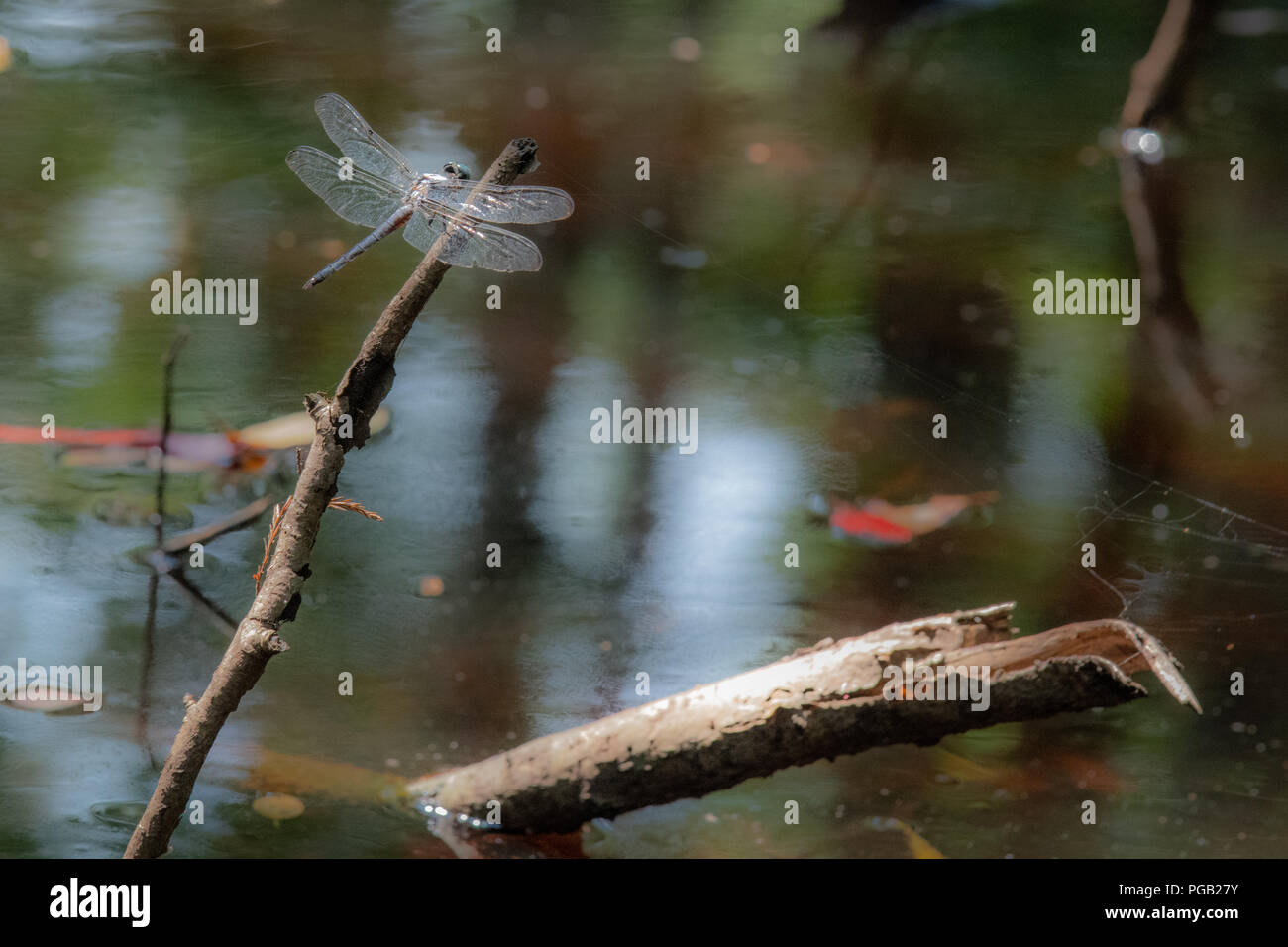 Una libellula poggia su un bastone in una bella palude nella Carolina del Nord e Stati Uniti - ancora acqua salmastra con inizio di caduta foglie in background Foto Stock