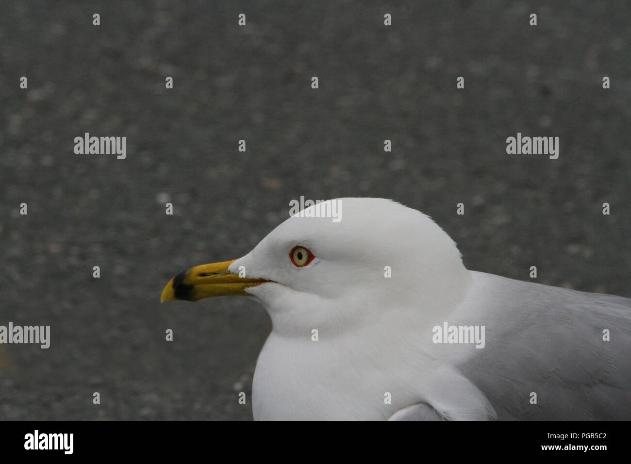 Anello-fatturati gabbiano (Larus delawarensis) Foto Stock