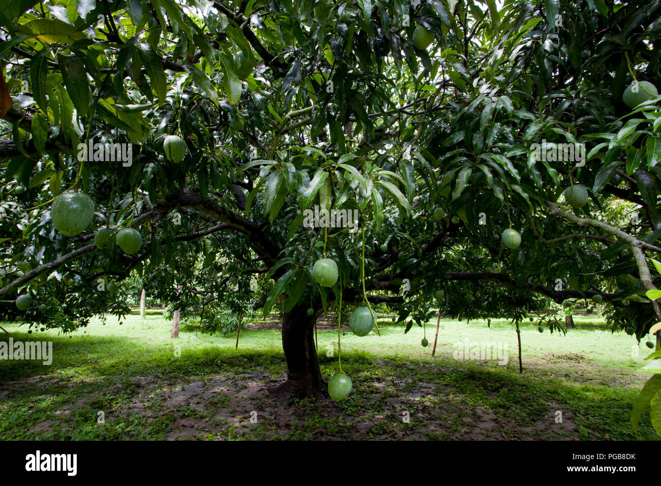 La piantagione di mango. Chapainawabgnaj, Bangladesh. Foto Stock