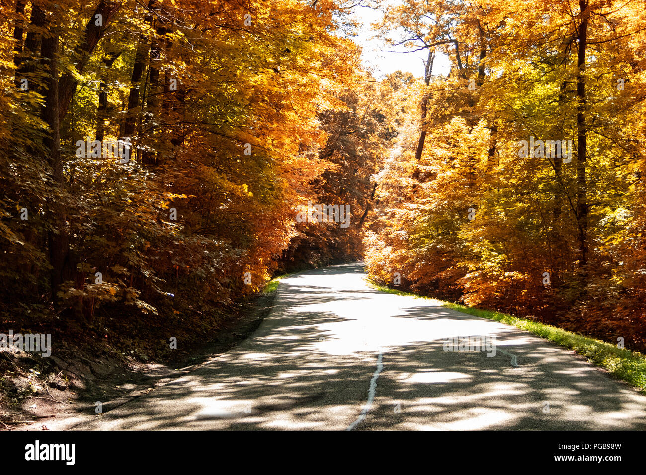 Strada a due corsie attraverso una foresta di autunno-ricca di colori. Foto Stock