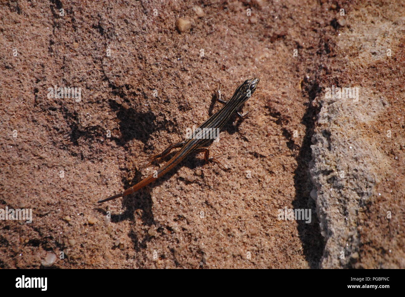 Il Malabar promontori, Sydney, Australia Foto Stock
