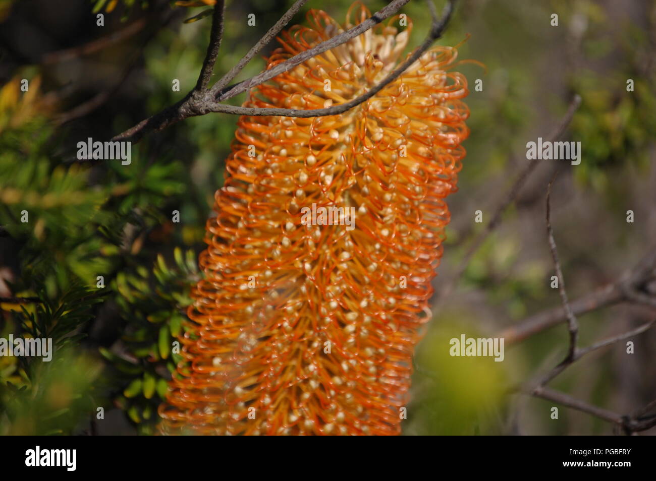 Il Malabar promontori, Sydney, Australia Foto Stock
