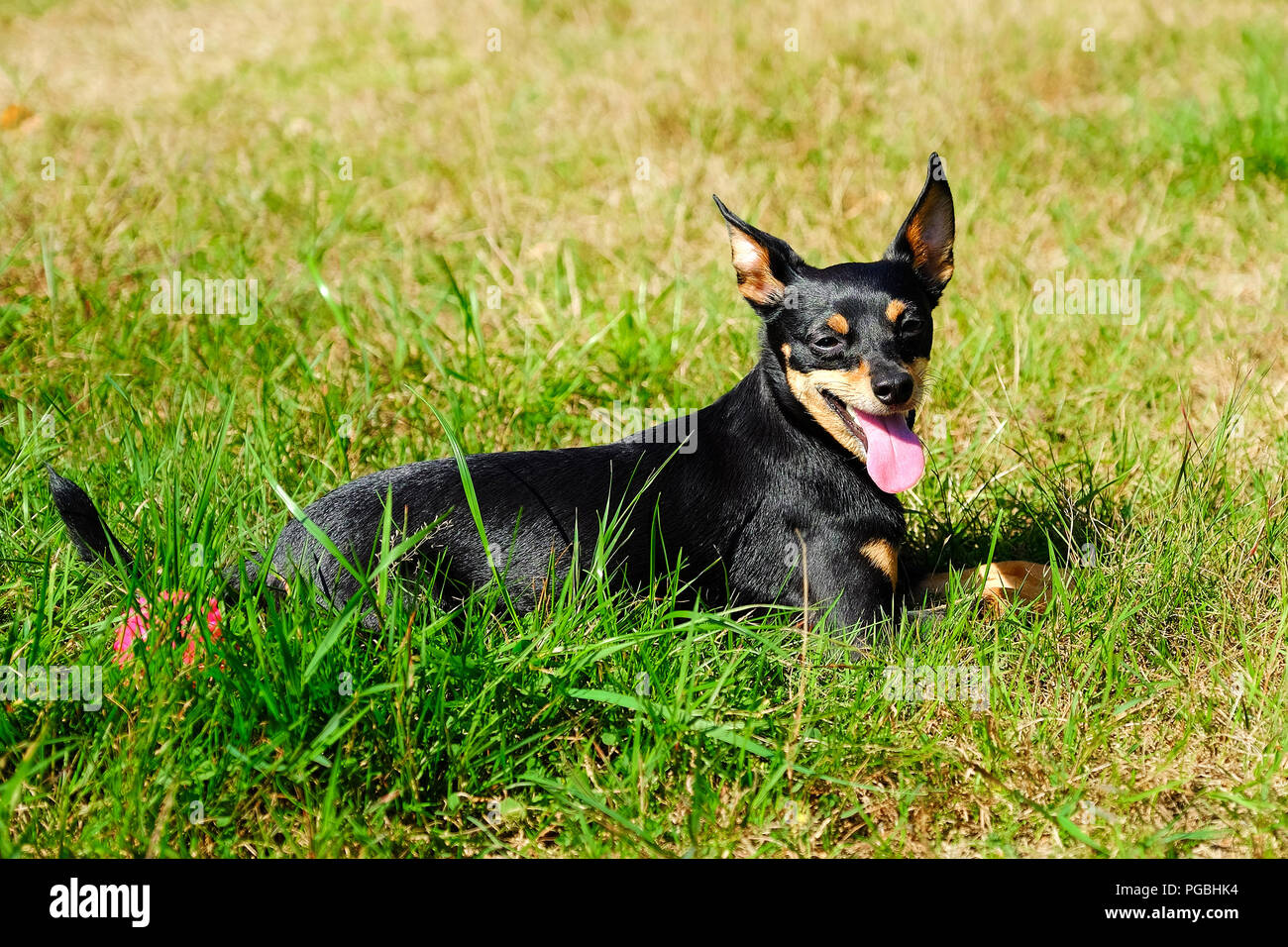 Il cane si trova sull'erba con la sua lingua appendere fuori. Il Pinscher in miniatura. Foto Stock