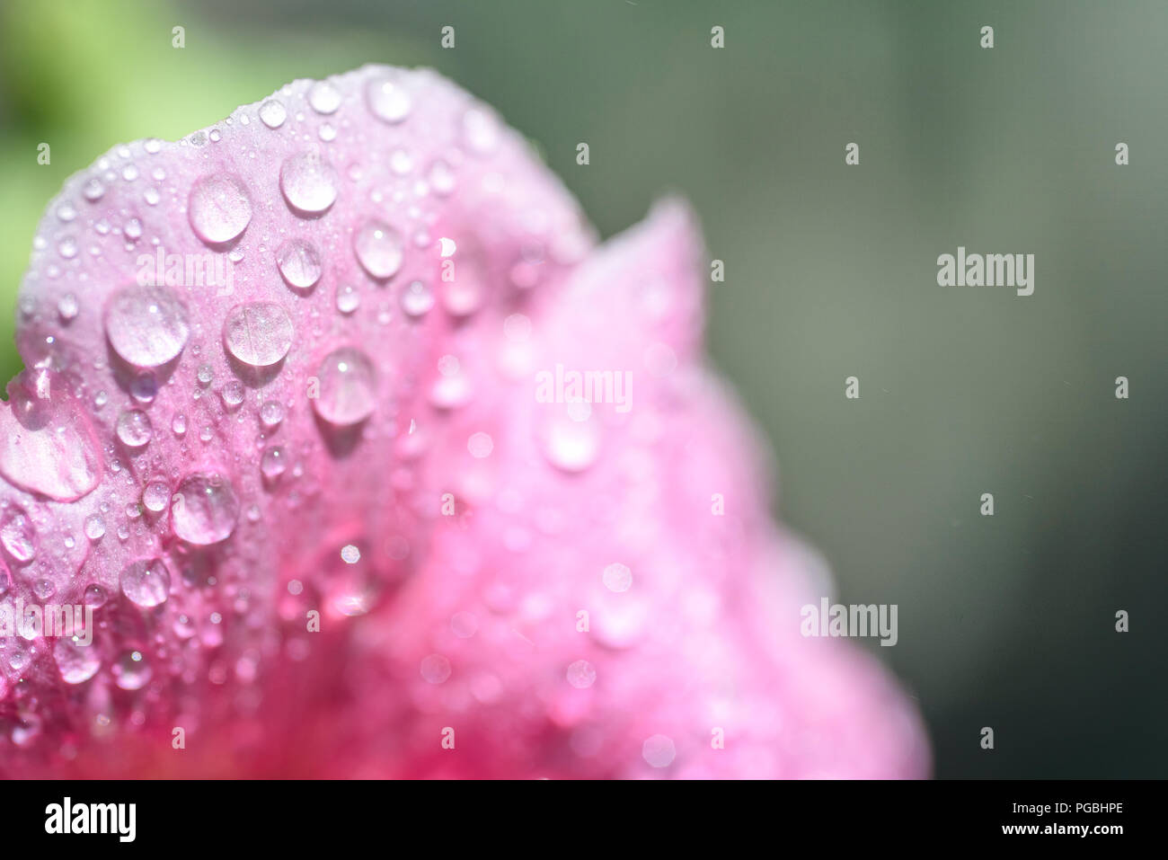 Petalo di un fiore di Malva closeup in gocce di rugiada, macro natura Foto Stock