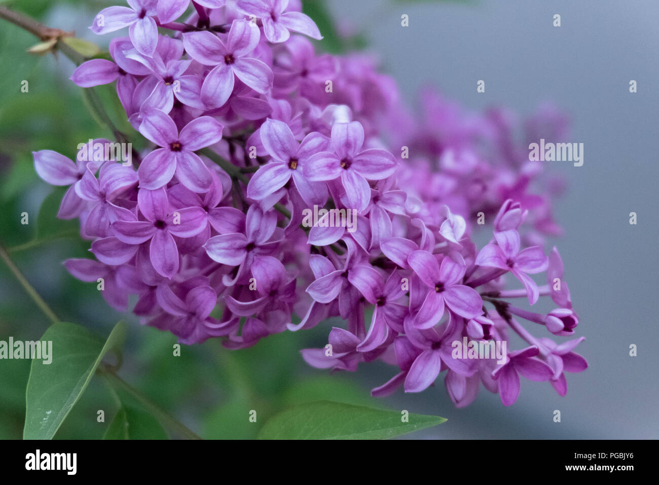 Fioriture di Lilla. Un bel mazzo di lillà closeup. Fiori lilla in giardino. Foto Stock