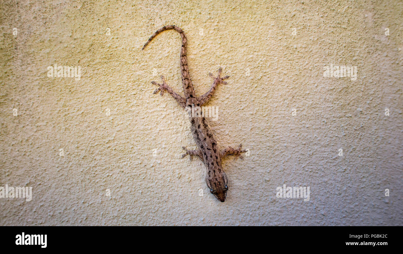 Australian gecko Dtella Orientale (Gehyra dubia) su bianco parete di rendering Foto Stock
