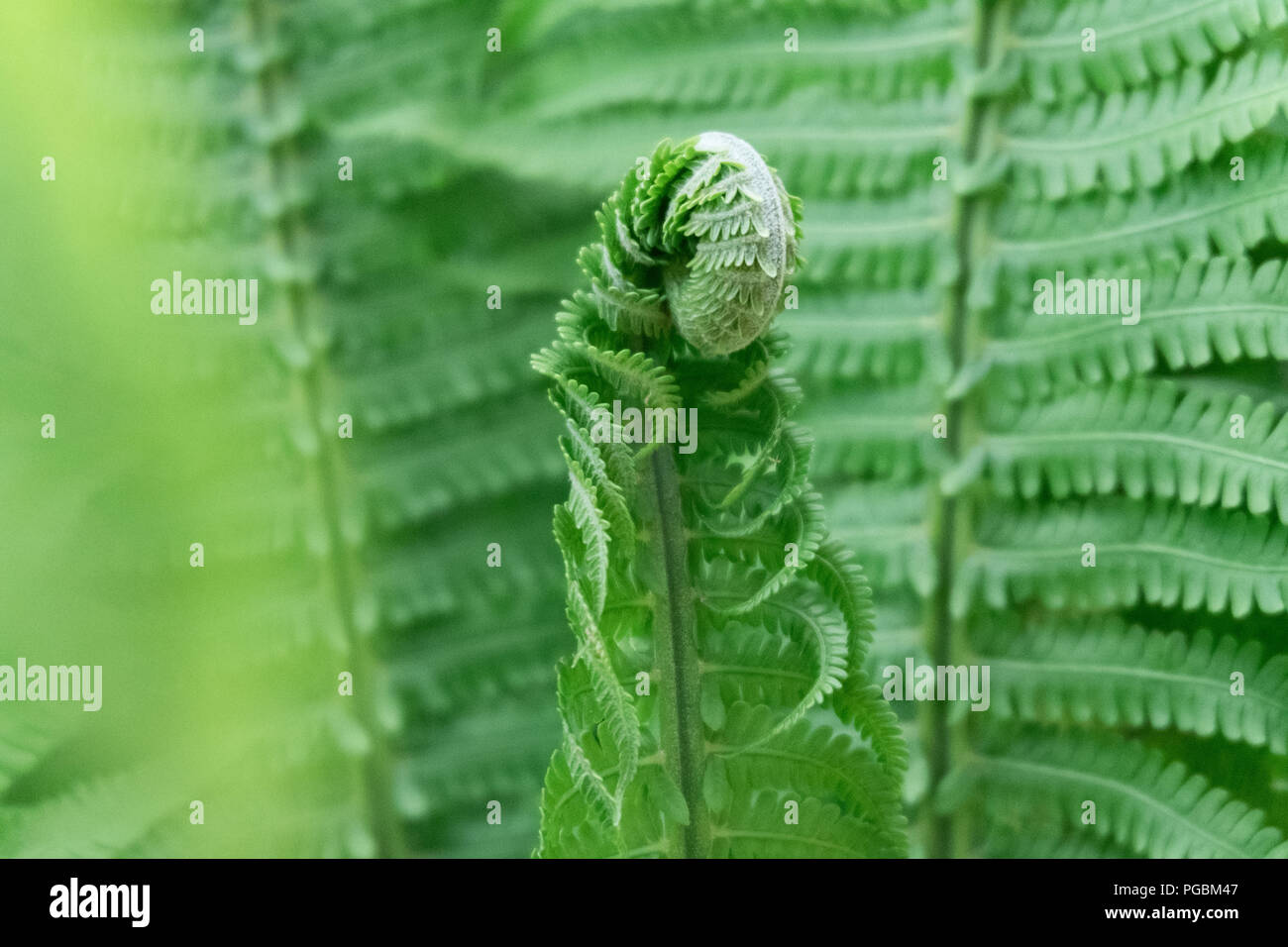 I giovani germogli verdi di felci, Polypodiophyta. Forest glade. Riccioli di verde. Close up. Sfondo sfocato Foto Stock