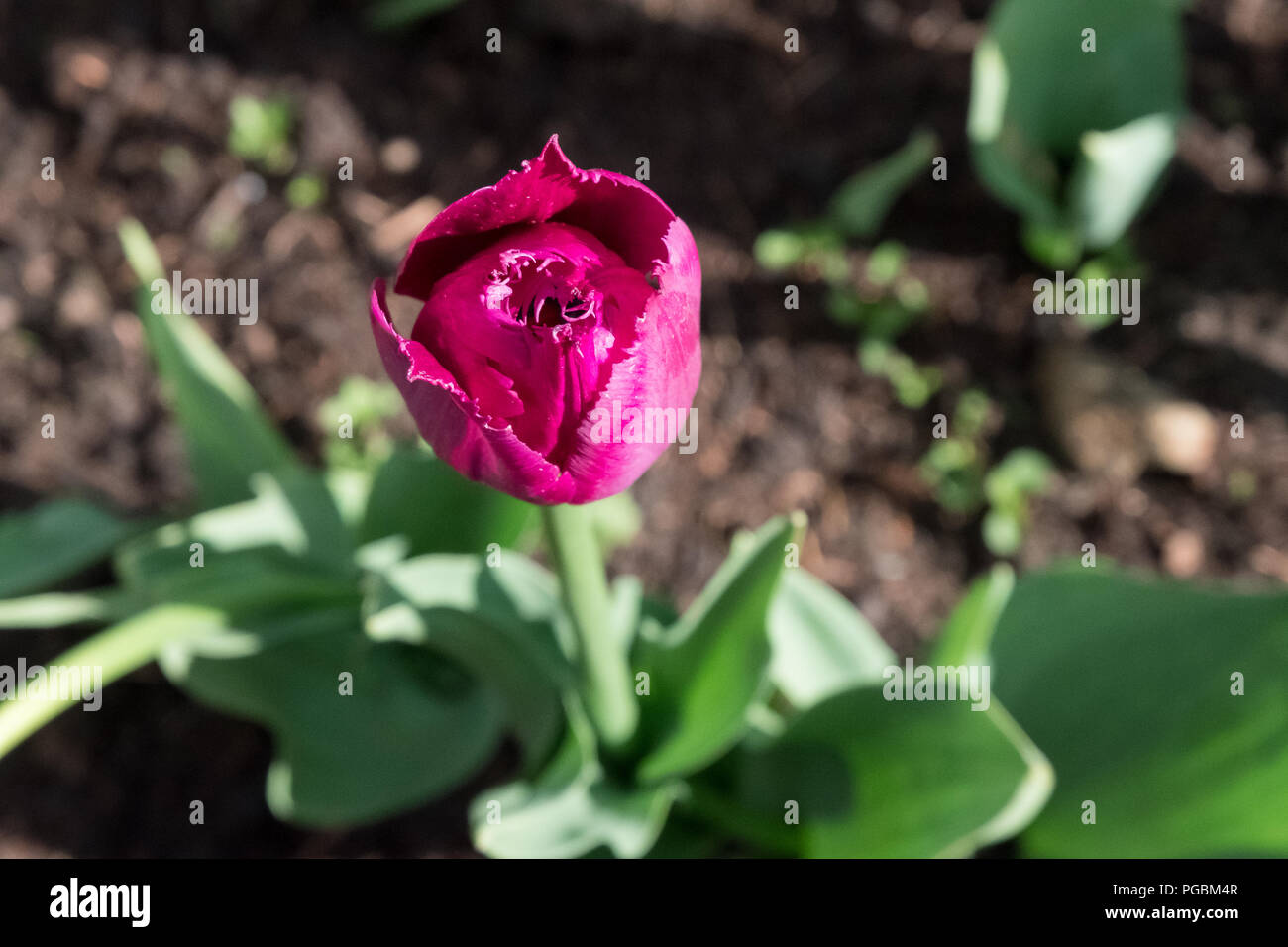 Luminose tulip nel giardino vista da sopra, tulipa Foto Stock