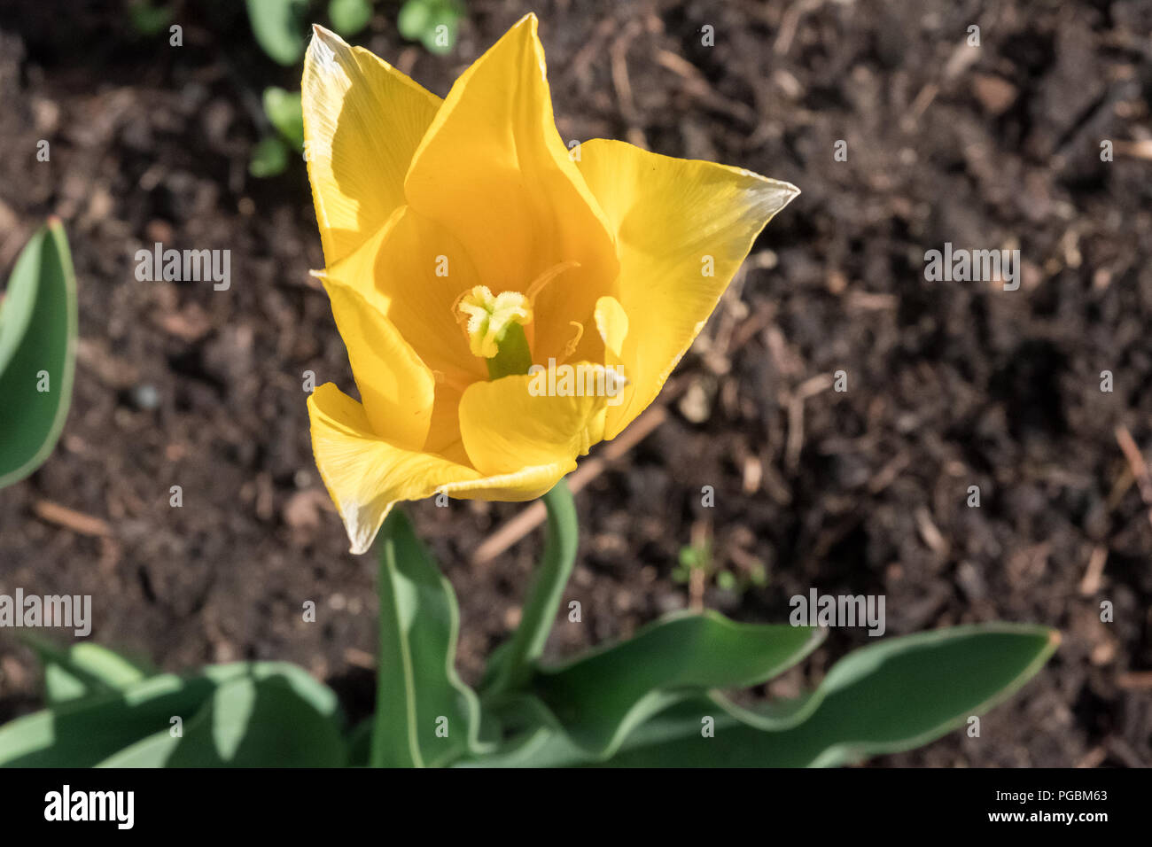 Luminose tulip nel giardino vista da sopra, tulipa Foto Stock