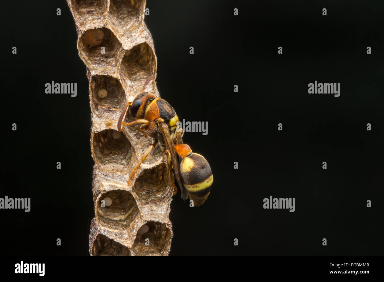 Ropalidia fasciata-paper wasp Foto Stock
