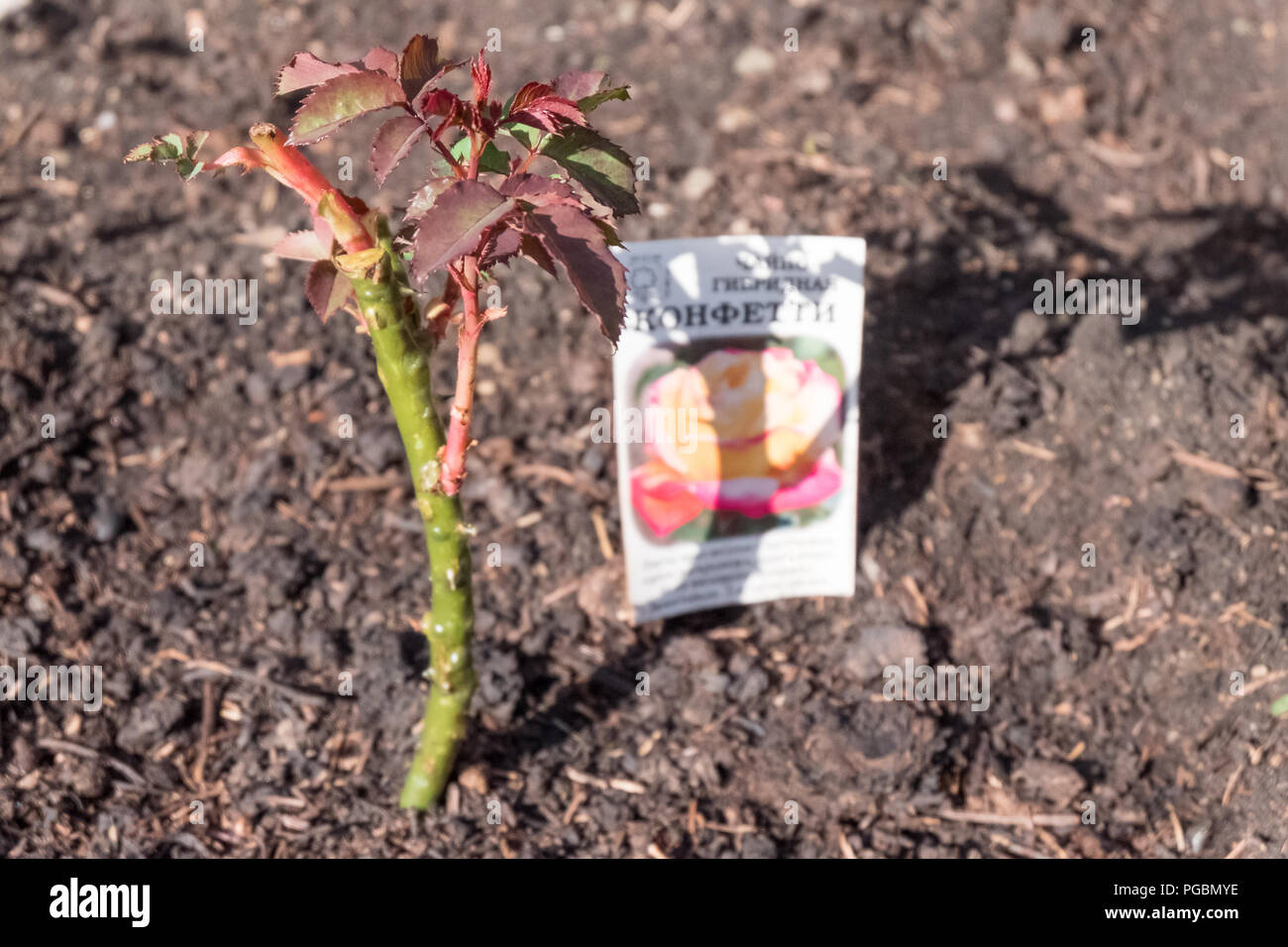 Piantati giovani cespugli di rose in un giardino su un lato Foto Stock