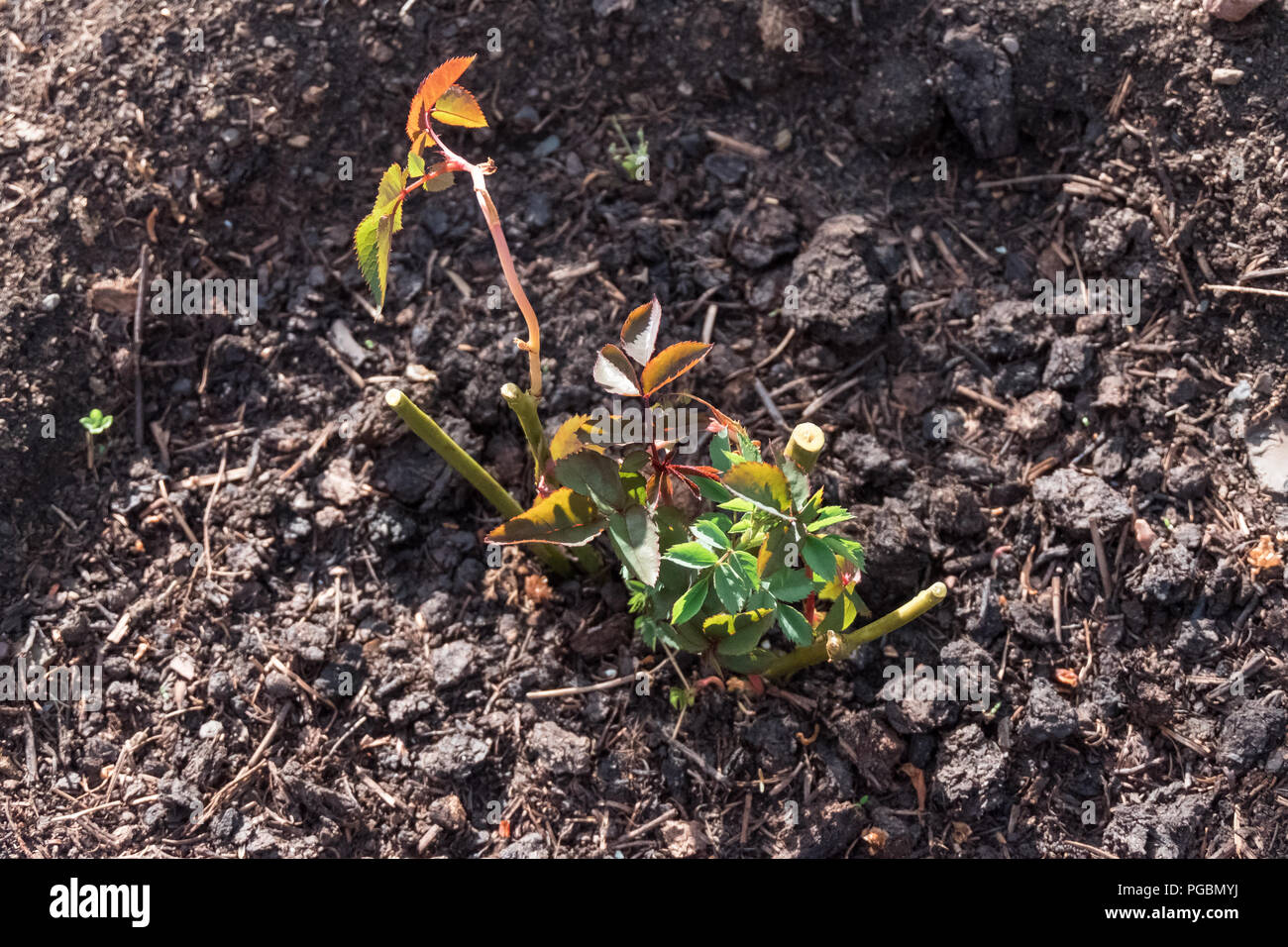 Piantati giovani cespugli di rose in un giardino su un lato Foto Stock