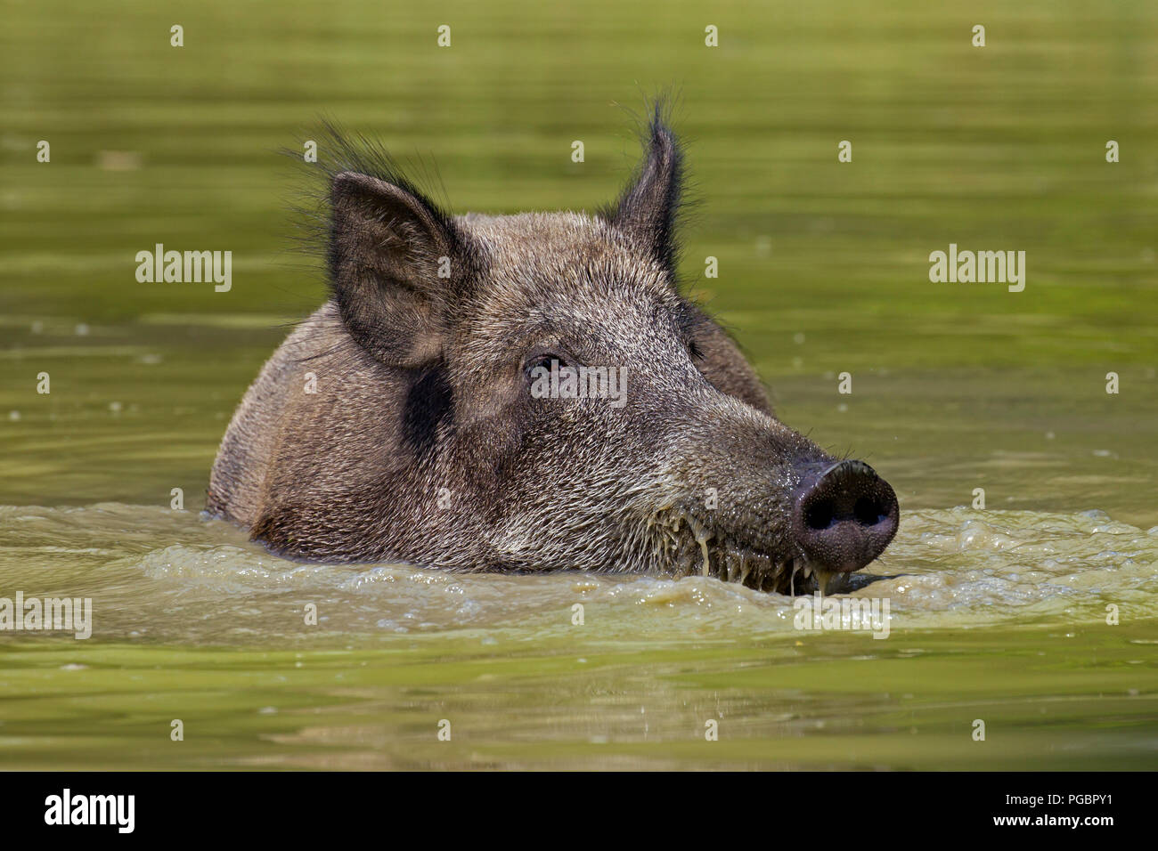 Il cinghiale (Sus scrofa) seminare wallowing in acqua fangosa della piscina in estate Foto Stock