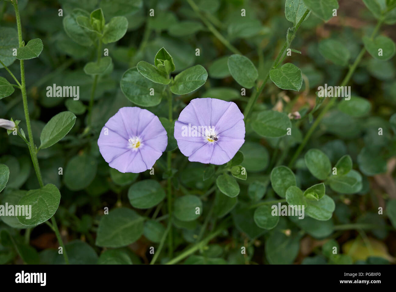 Convolvulus sabatius Foto Stock