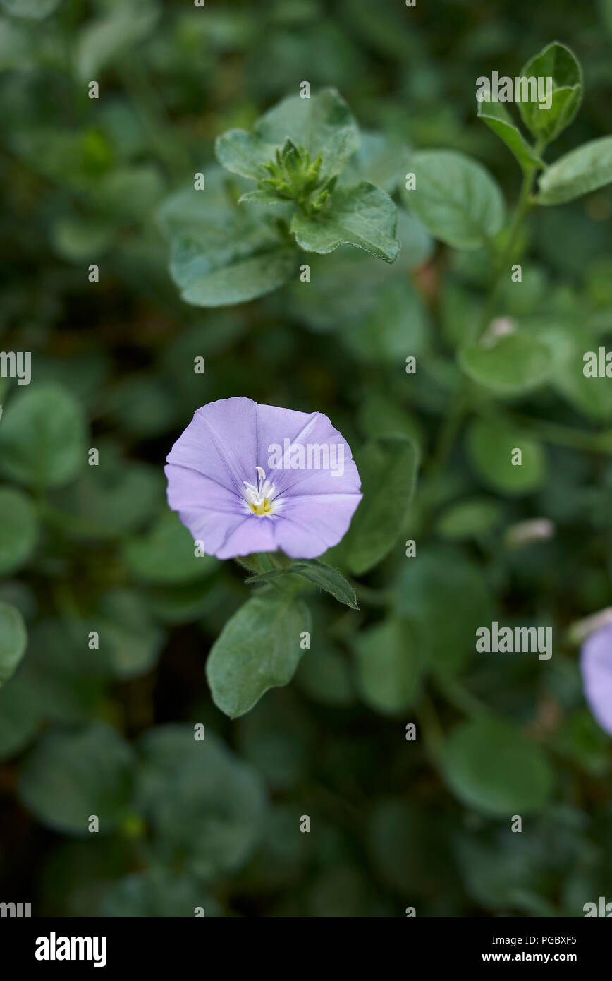 Convolvulus sabatius Foto Stock