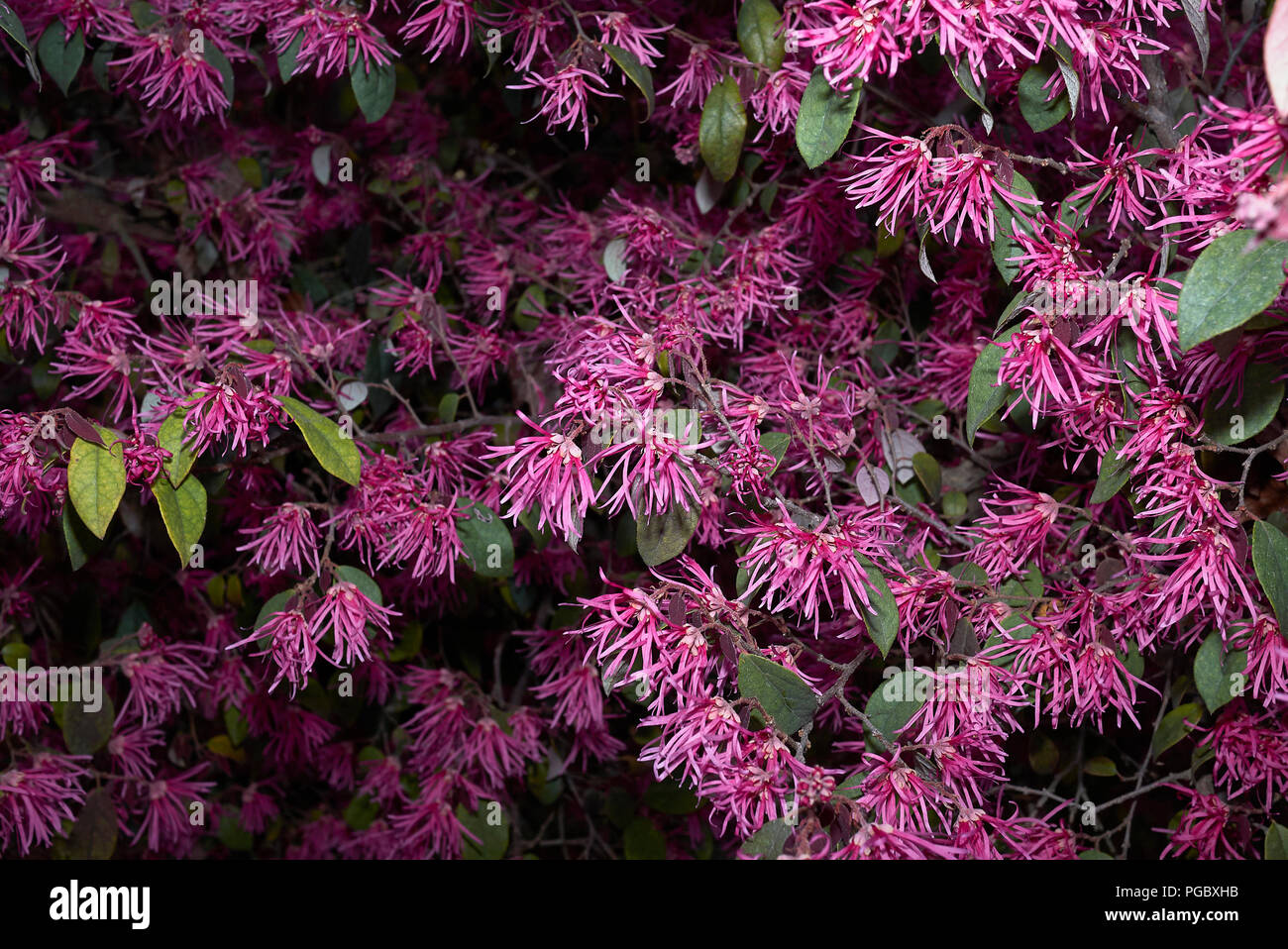 Loropetalum chinense rubrum Foto Stock