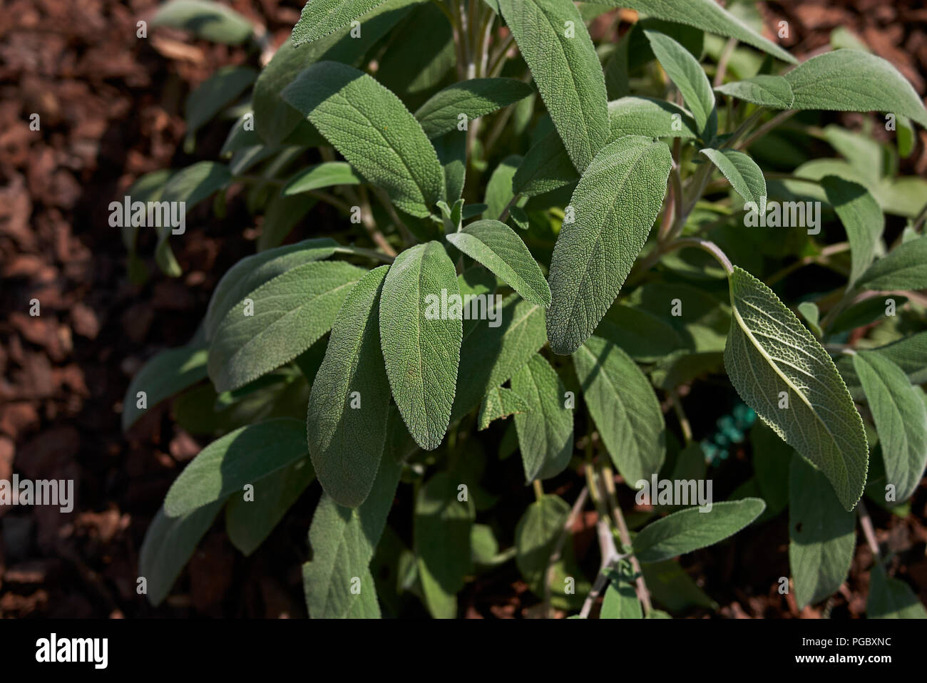 La Salvia officinalis Foto Stock