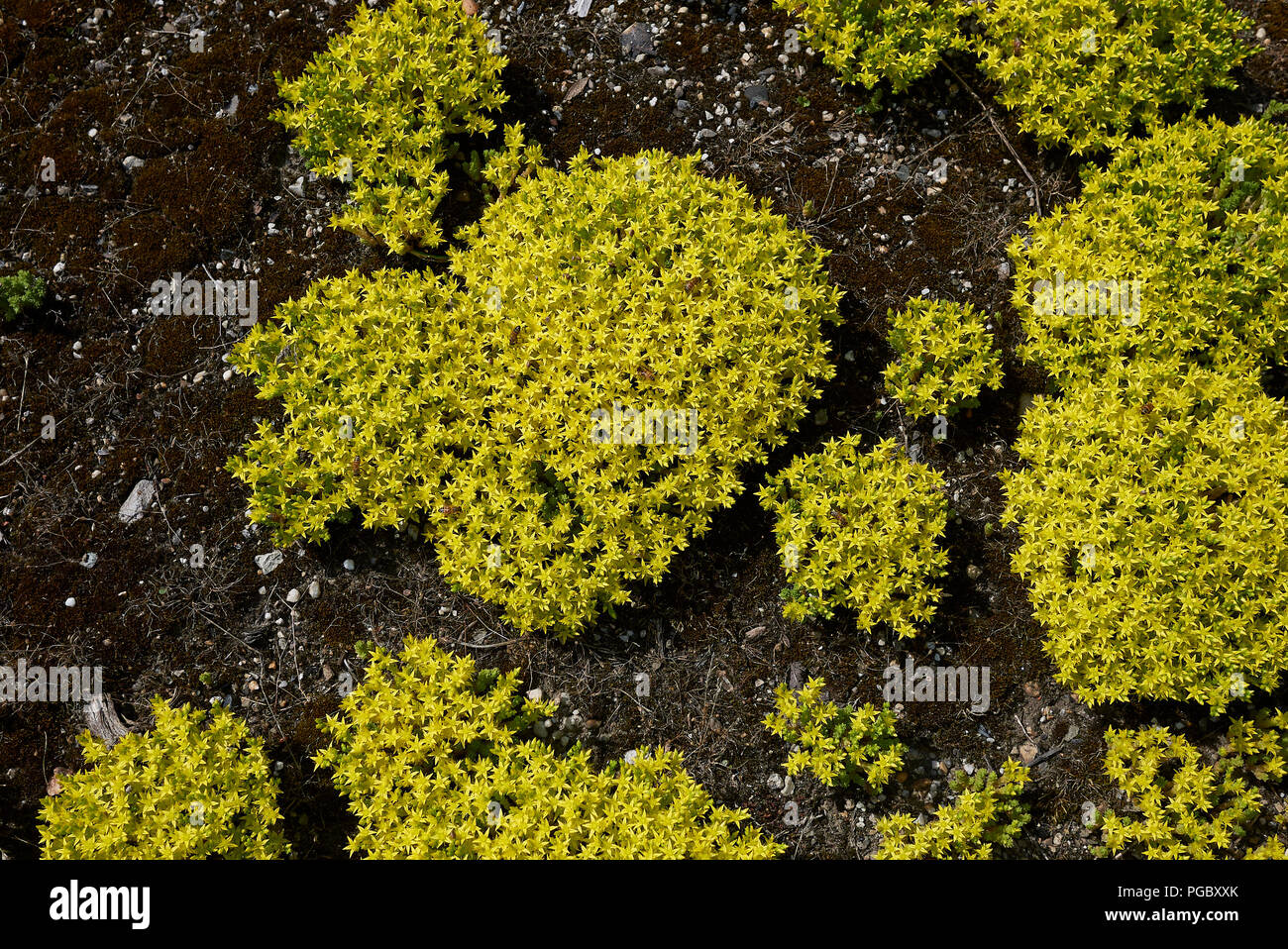 Acro di Sedum Foto Stock