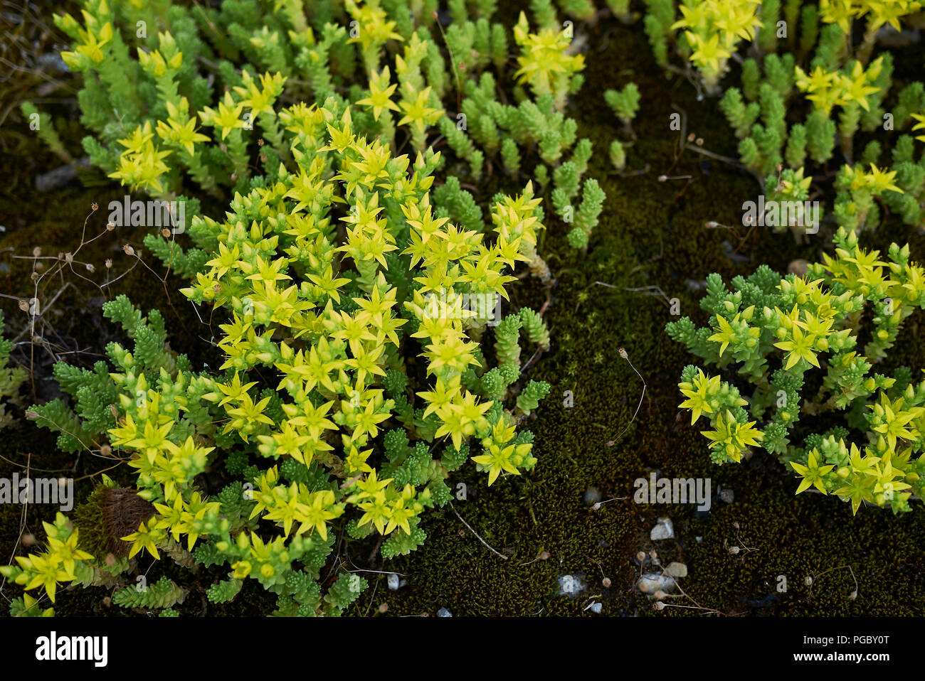 Acro di Sedum Foto Stock