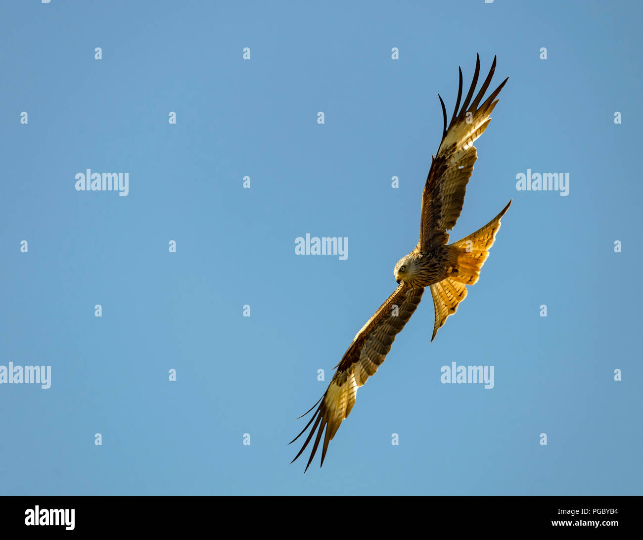 Red Kites cerchio sopra il campo di fieno di Pant-Y-Dwr, cercando i topi di campo etc disturbati dai trattori bayling fieno. Foto Stock