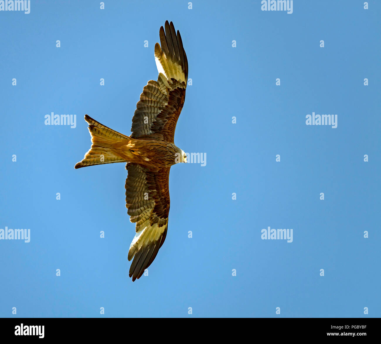 Red Kites cerchio sopra il campo di fieno di Pant-Y-Dwr, cercando i topi di campo etc disturbati dai trattori bayling fieno. Foto Stock