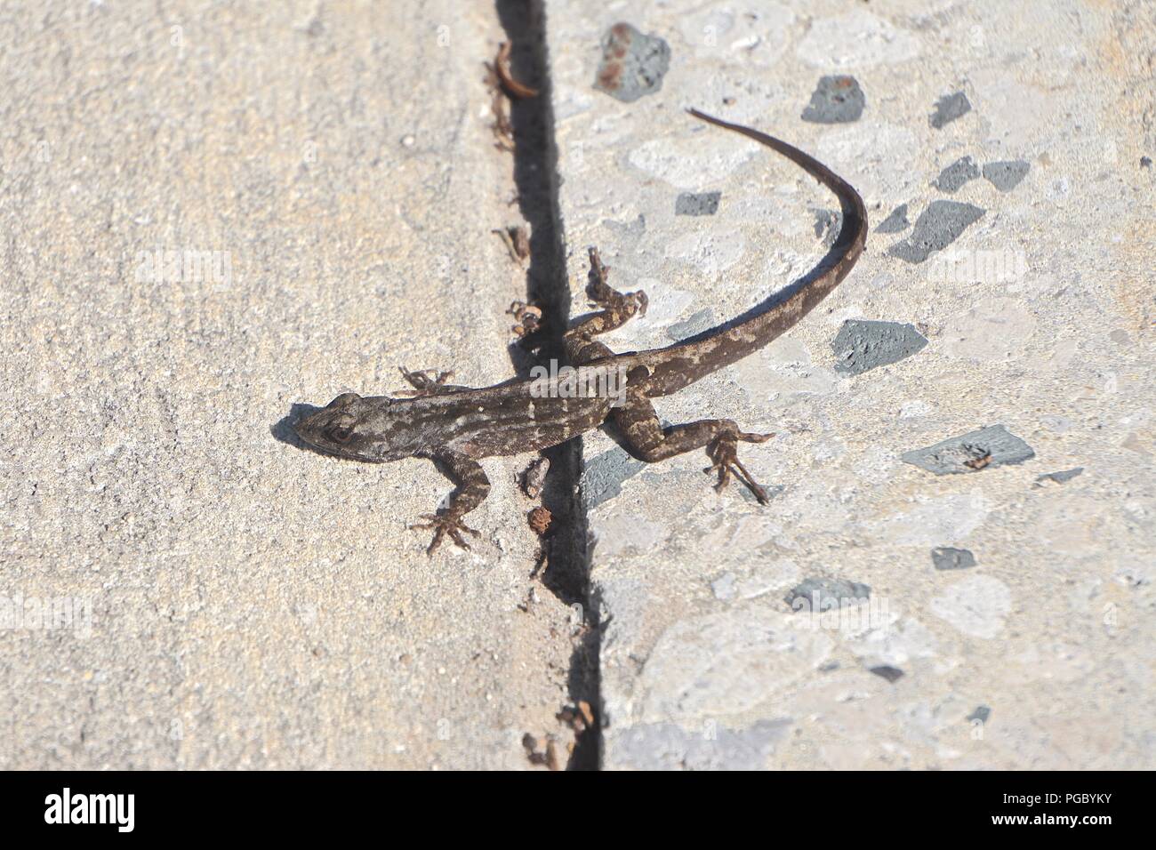 Fernandina Beach, FL, Stati Uniti d'America: un marrone anole (Anolis sagrei), noto anche come Bahaman anole o De la Sagra di Anole, attraversando una crepa sul marciapiede. Foto Stock