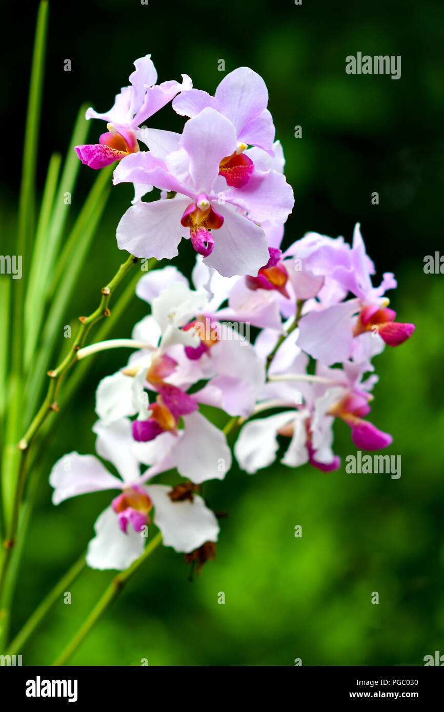 Singapore specie di orchidee Foto Stock