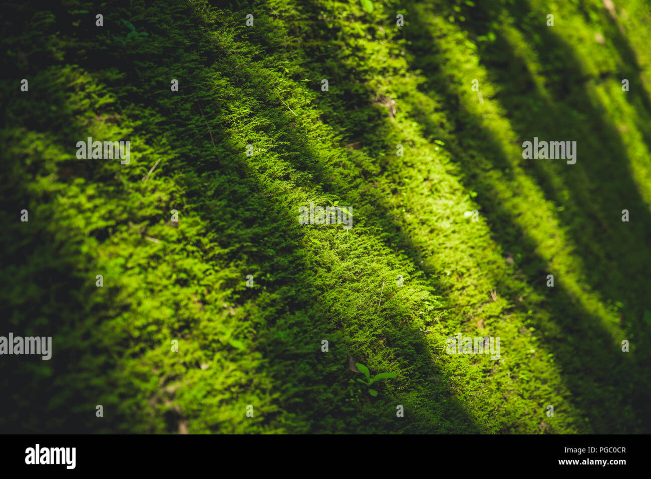 Il muschio verde natura in deep forest coprire il vecchio muro di mattoni Foto Stock