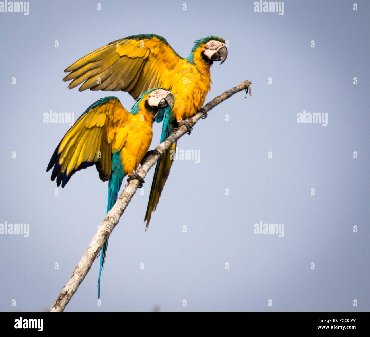 Blu-giallo Macaws Foto Stock
