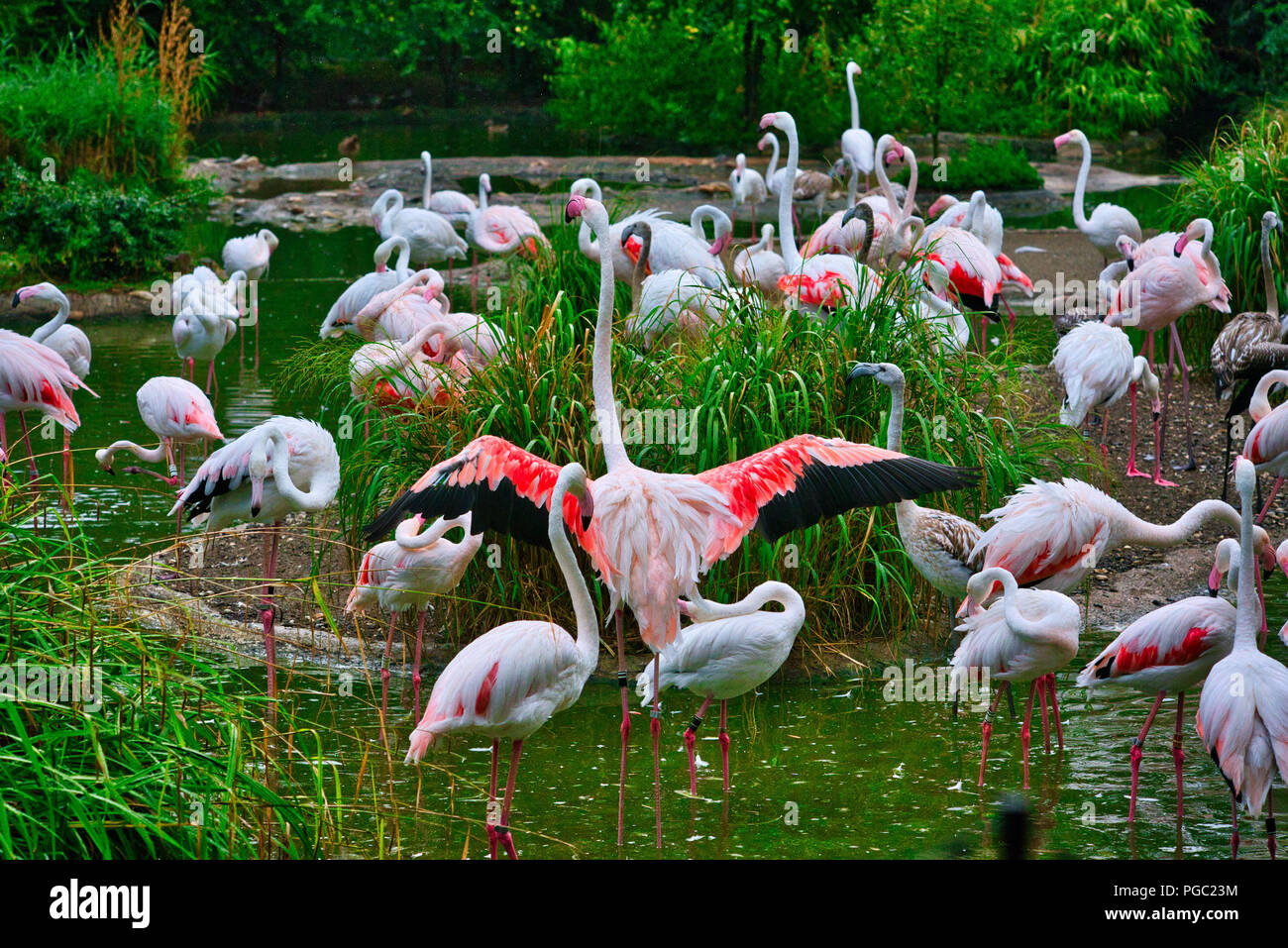 Uccello del fenicottero Foto Stock